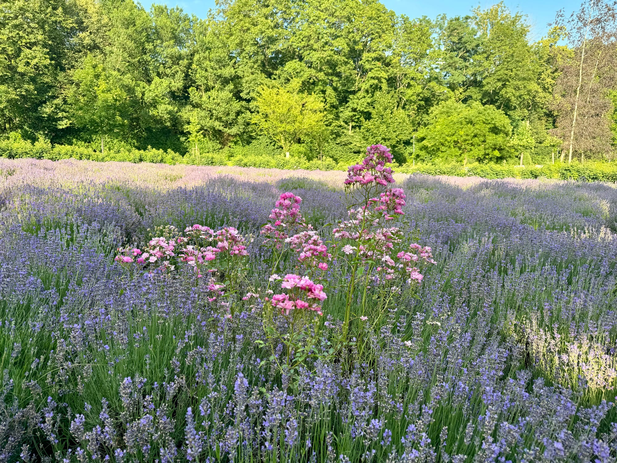 blühender Lavendel